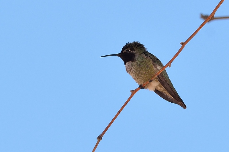Costa's kolibrie